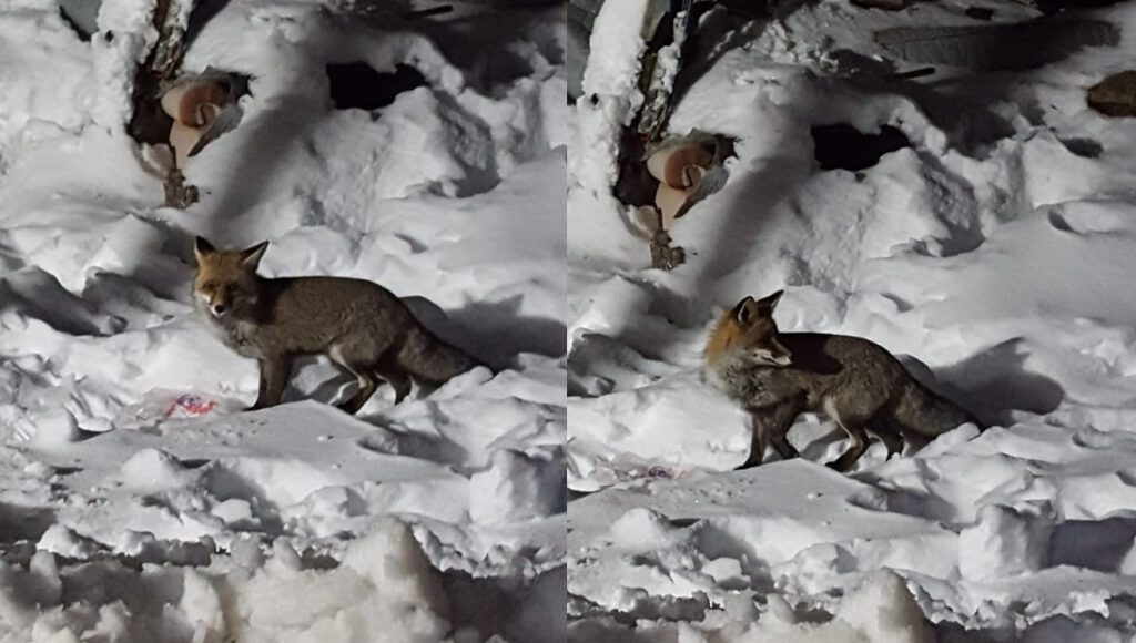 Bursa’da kapılarına kadar gelen tilkiyi böyle beslediler