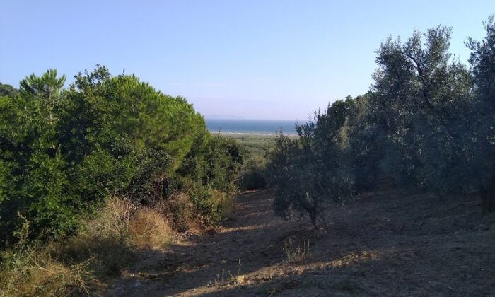 Marmaris’te deniz manzaralı zeytinliğin 25.386 m² alanlı hissesi satılıktır
