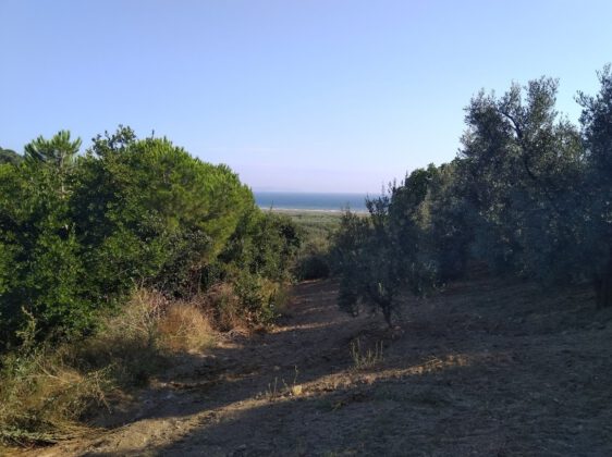 Marmaris’te deniz manzaralı zeytinliğin 25.386 m² alanlı hissesi satılıktır