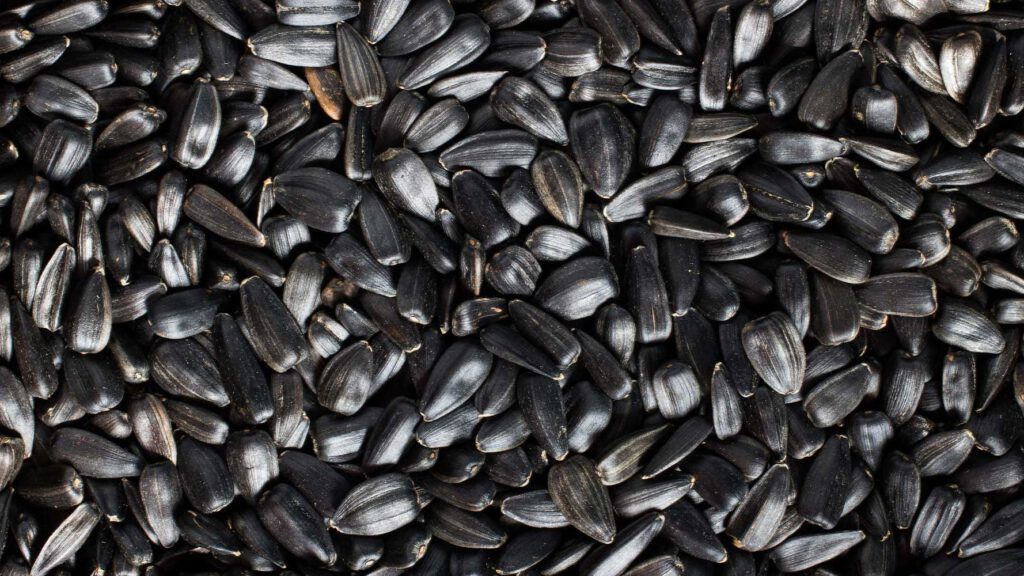 Karacabey Tarım İşletmesi Müdürlüğü’nden ayçiçeği tohumluğu satın alınacaktır