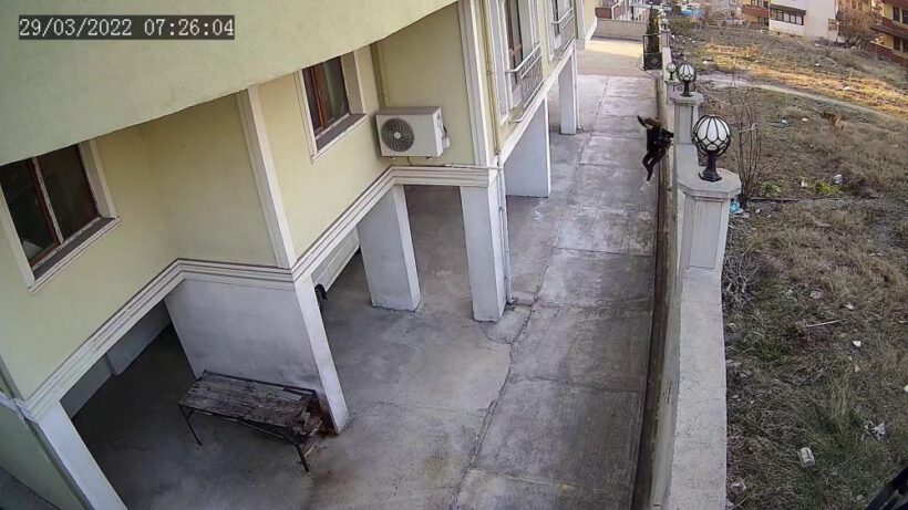 Karabük’te kız çocuğu köpeklerin saldırısından duvardan atlayarak kurtuldu