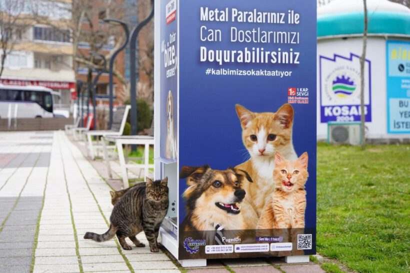 Kestel’de sokak hayvanları için mamamatikler hizmette