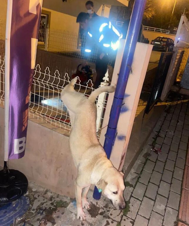Bursa’da parmaklıklara takılan köpeği itfaiye kurtardı