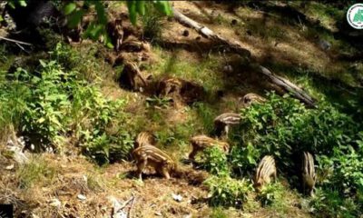 Yavru yaban domuzlarını doğal ortamlarında fotokapan görüntüledi