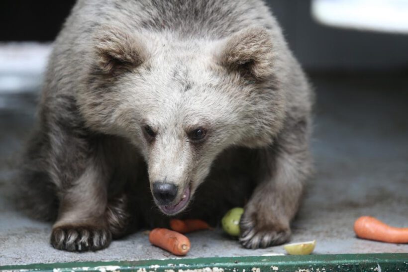 Yavru ayı gözlerini Bursa’da açtı