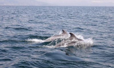 Dans eden yunuslar Mudanya’da görüntülendi