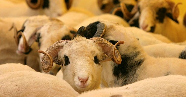 Bursalı mobilyacı savaş bitsin diye 40 koç kesti