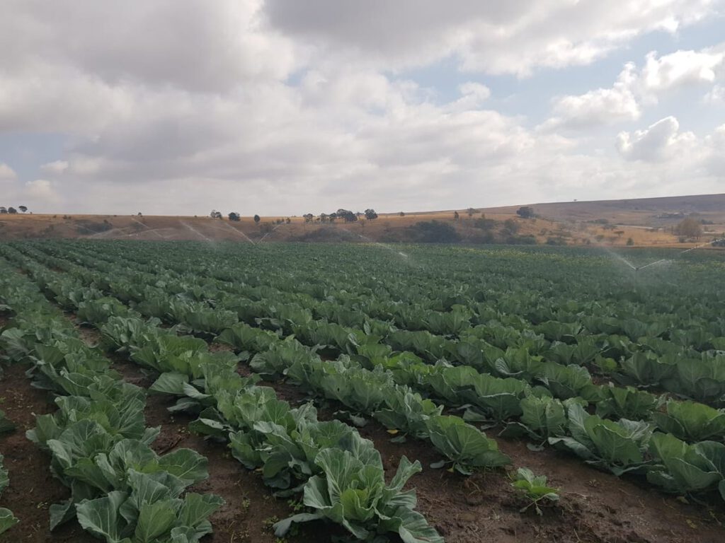 Bursa Osmangazi Yeniceabat Mahallesi’nde 20.054 M2 1. sınıf tarım arazisi satılıktır