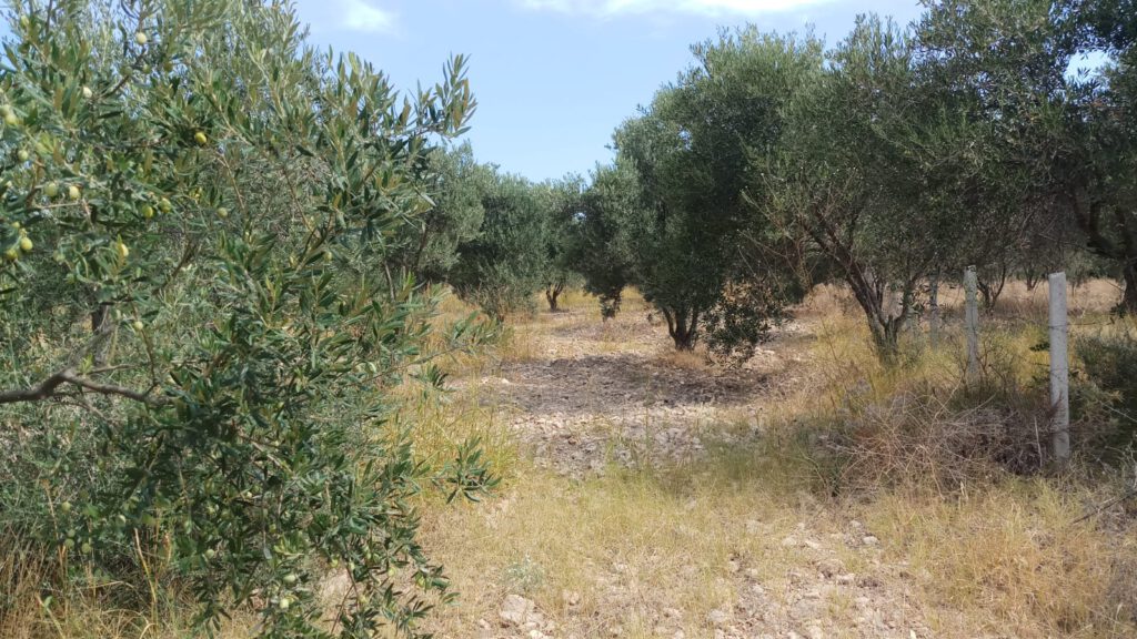 Bursa Orhangazi’de 390 m² zeytinlik satılıktır