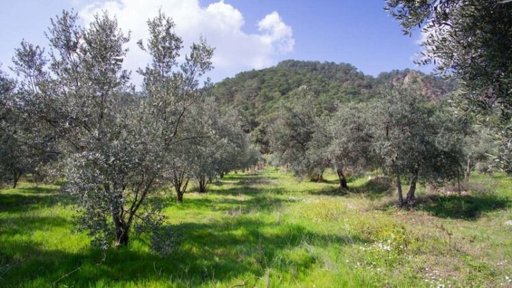 Bursa İznik’te 5.750 m2 zeytinlik satılıktır