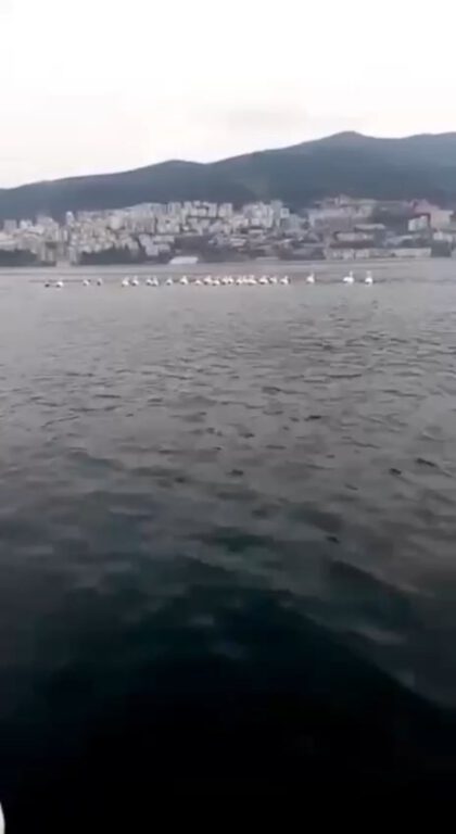 Bursa’da pelikan sürüsü kameralara yansıdı