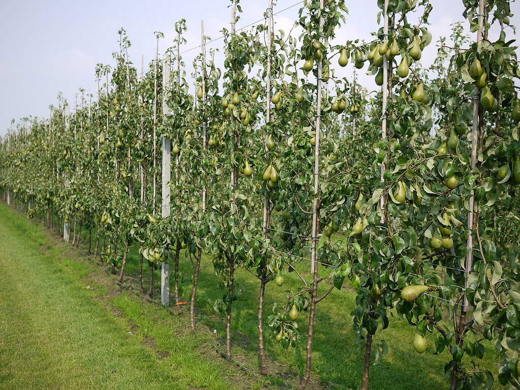 Bursa Gürsu’da 7.364 m² armut bahçesi satılıktır (çoklu satış)