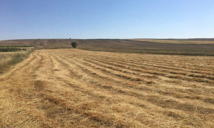 Bursa Yenişehir’de 5.000 m² tarla satılıktır (çoklu satış)
