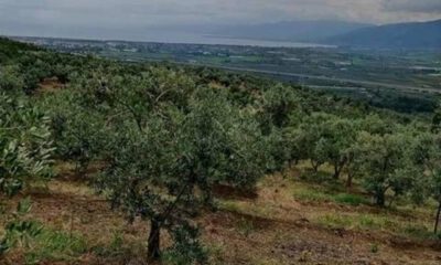 Bursa Orhangazi’de 2.350 m² zeytinlik satılıktır