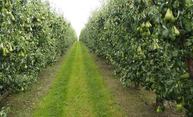 Bursa Osmangazi’de 4.953 m² armut bahçesi satılıktır