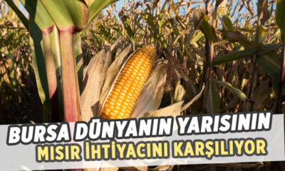 Dünyanın mısırı Yenişehir’de üretiliyor