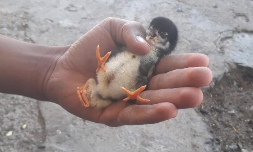 Dört ayaklı civciv görenleri şaşırttı