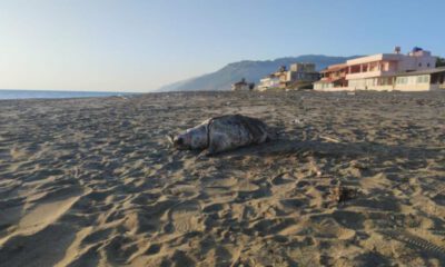 Hatay sahilinde ölü caretta caretta bulundu