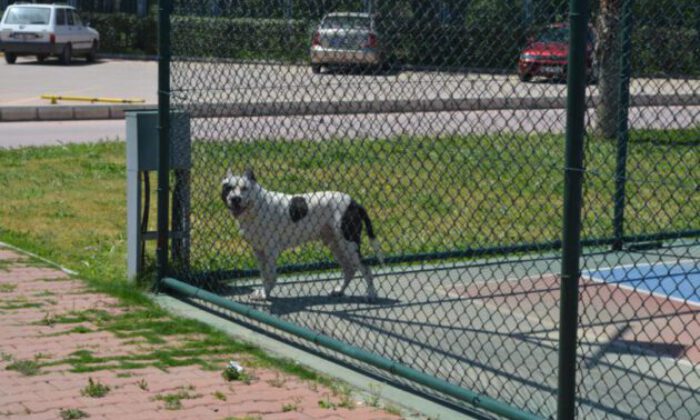 İzmir’de pittbull Sibirya kurdu cinsi köpeğe saldırdı