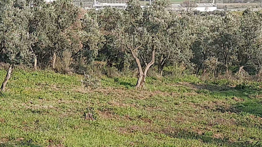 Bursa Orhangazi’de 26.353 m² zeytinlik satılıktır