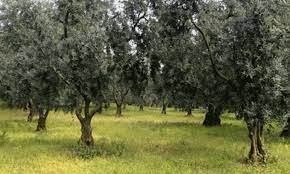 Bursa Orhangazi’de 2.653 m² zeytinliğin hissesi satılıktır