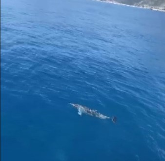 Tur teknesine eşlik eden yunus böyle görüntülendi