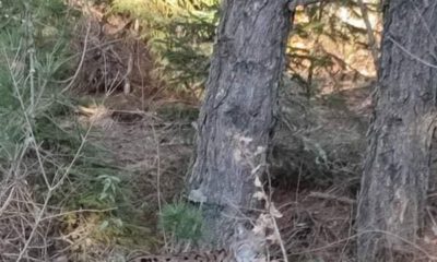 Nesli tükenmekte olan vaşak böyle görüntülendi