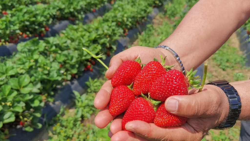 ‘Çilek köyü’nde ilk hasat başladı