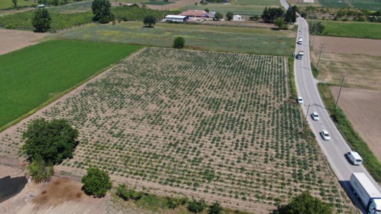 Bursa’da hırsızların gözü enginar tarlasında
