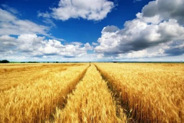 Yenişehir’de icradan satılık tarla