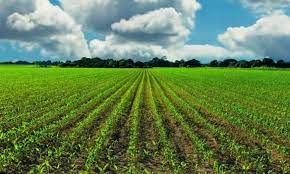 Orhaneli’de mahkemeden satılık tarla