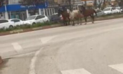Başıboş atlar karayolunda kazaya davetiye çıkardı