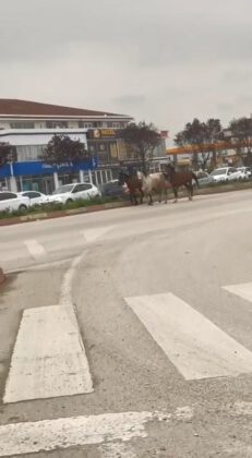 Başıboş atlar karayolunda kazaya davetiye çıkardı