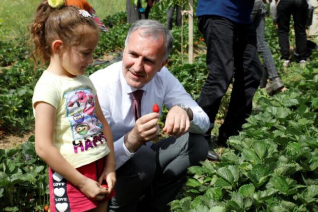 Bursa’da çilek hasadı başladı