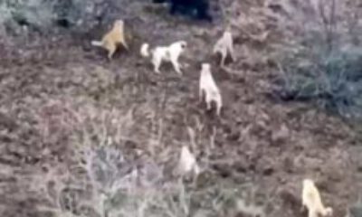 Domuz ile köpekler arasında amansız mücadele