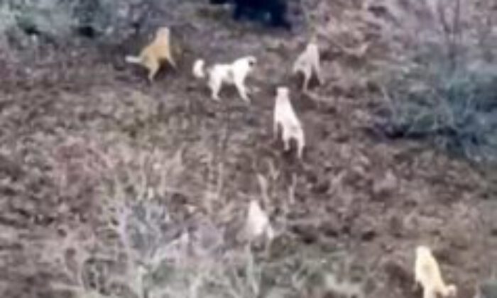 Domuz ile köpekler arasında amansız mücadele