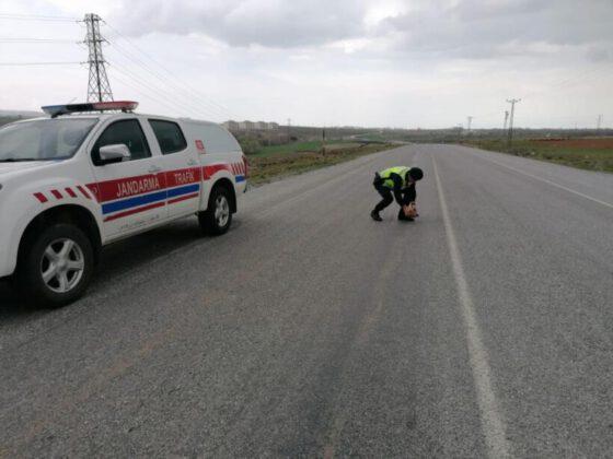 Jandarmadan kaplumbağaya yardım eli