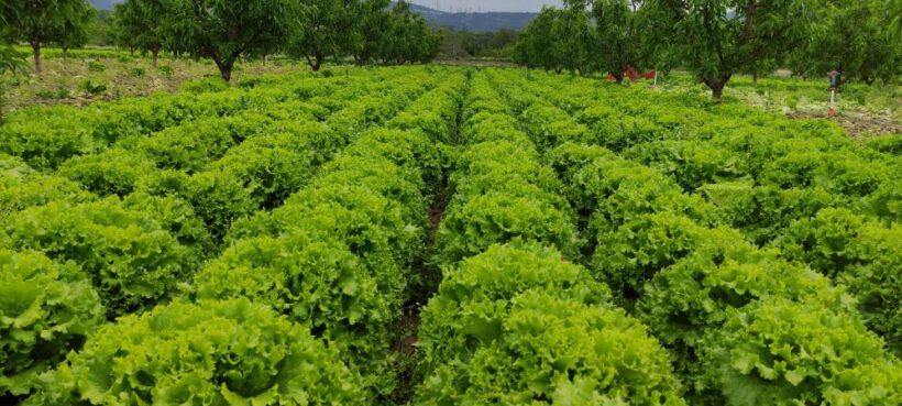 Marul tarlada 2 lira tezgahta 10 lira