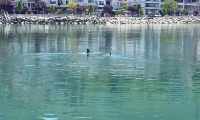 Yalova Esenköy sahilinde yunus sürprizi