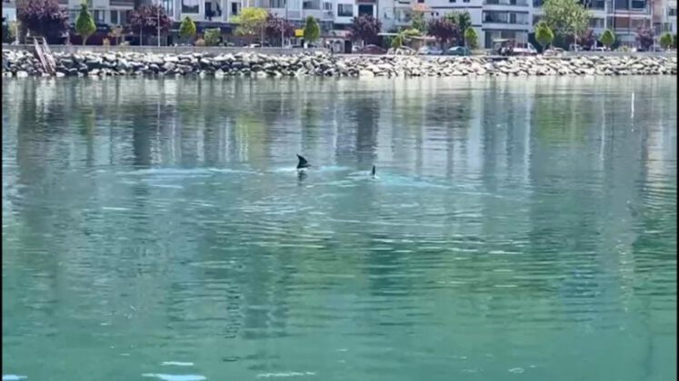 Yalova Esenköy sahilinde yunus sürprizi