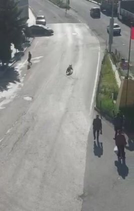 Sarıkamış’ta merkeze inen boz ayı panik yaşattı