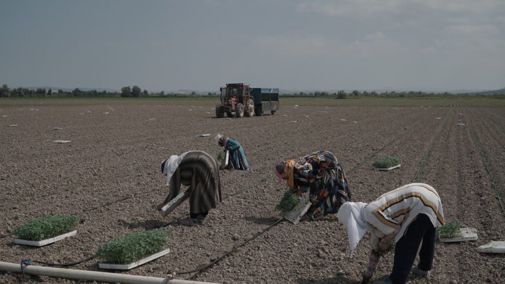 Mustafakemalpaşa’da 280 bin ton salçalık domates ekimi başladı