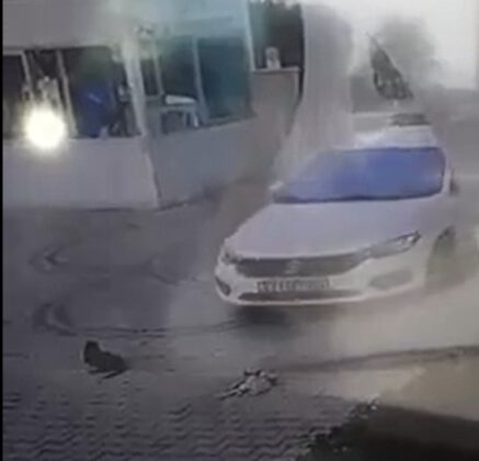 Otomobilini kedilerin üzerine sürüp, birini telef etti