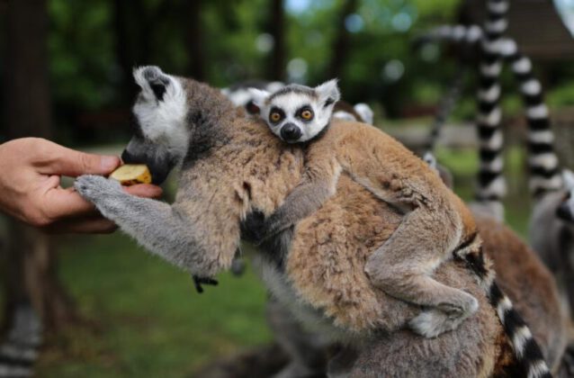 Lemur ailesine katılan 6 yavru annesinin sırtından inmedi