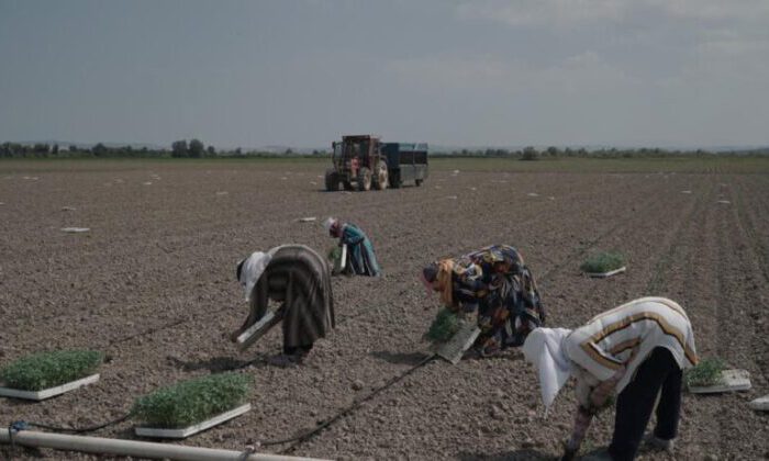 Mustafakemalpaşa’da 280 bin ton salçalık domates ekimi başladı