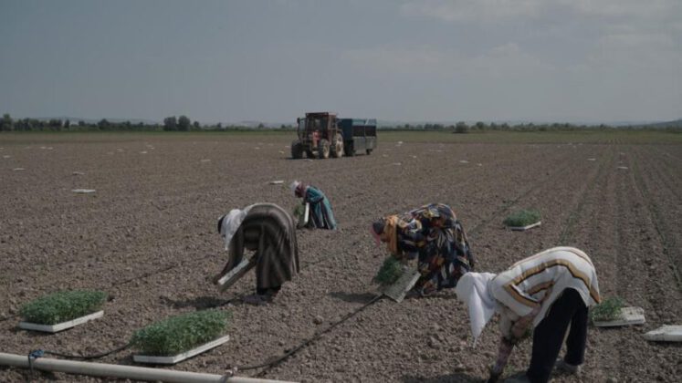 Mustafakemalpaşa’da 280 bin ton salçalık domates ekimi başladı