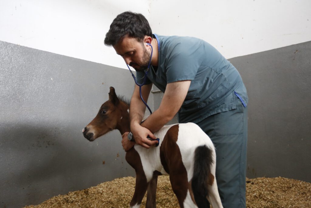 Sultangazi Belediyesi binicilik tesislerinde dünyaya gelen minik tay sevinç kaynağı oldu