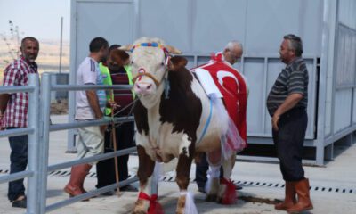 Gölbaşı’nın en güzel kurbanlıkları seçilecek