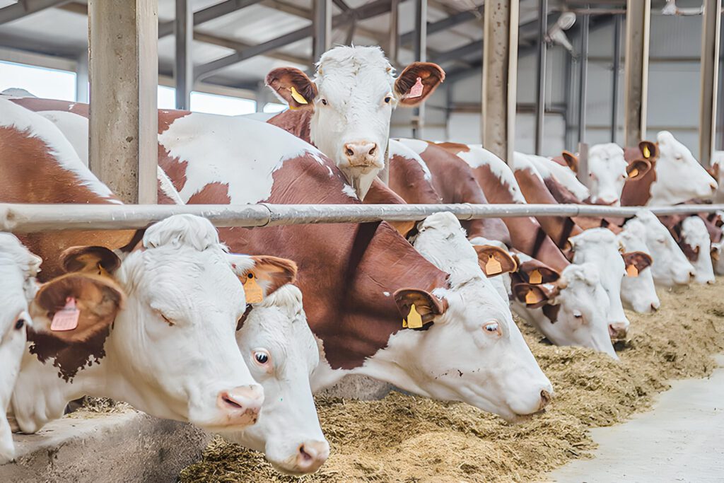 Hayvancılık işçilikleri alınacak