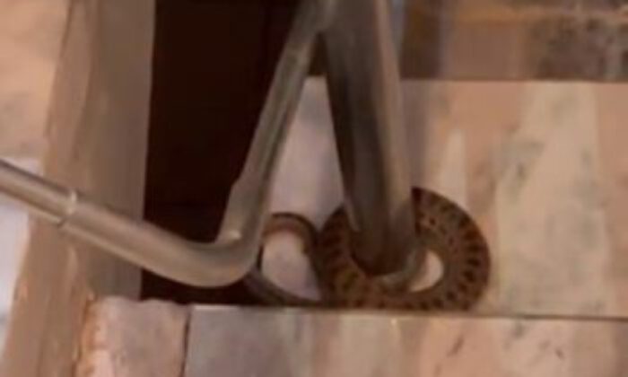 Elazığ’da apartmana giren yılan paniğe neden oldu